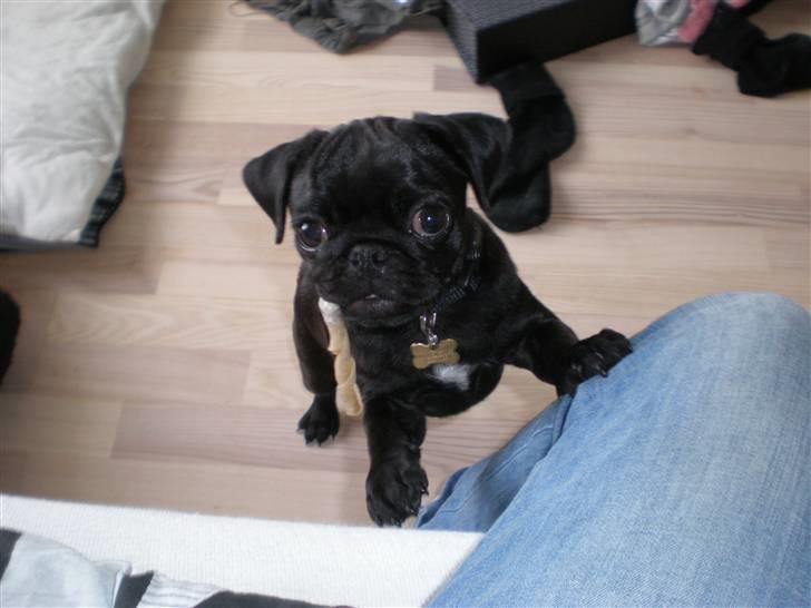 Mops Freja billede 10