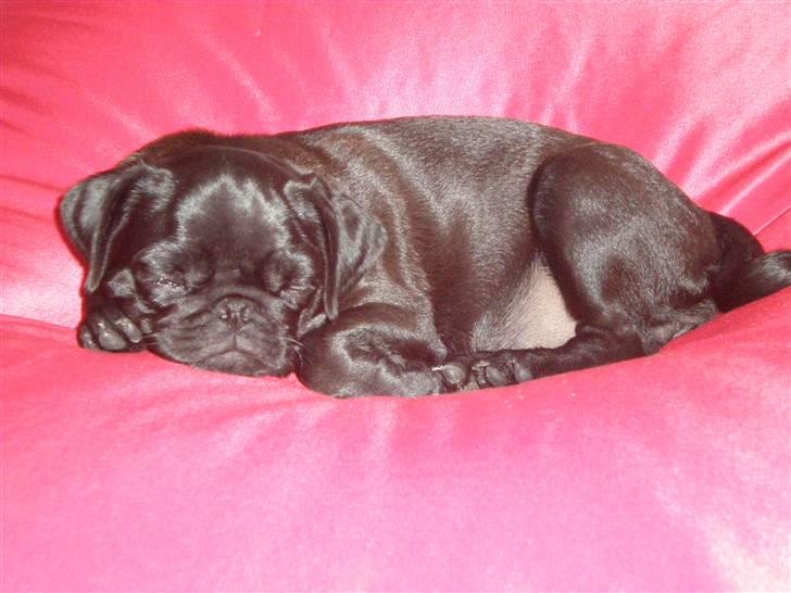 Mops Freja billede 11