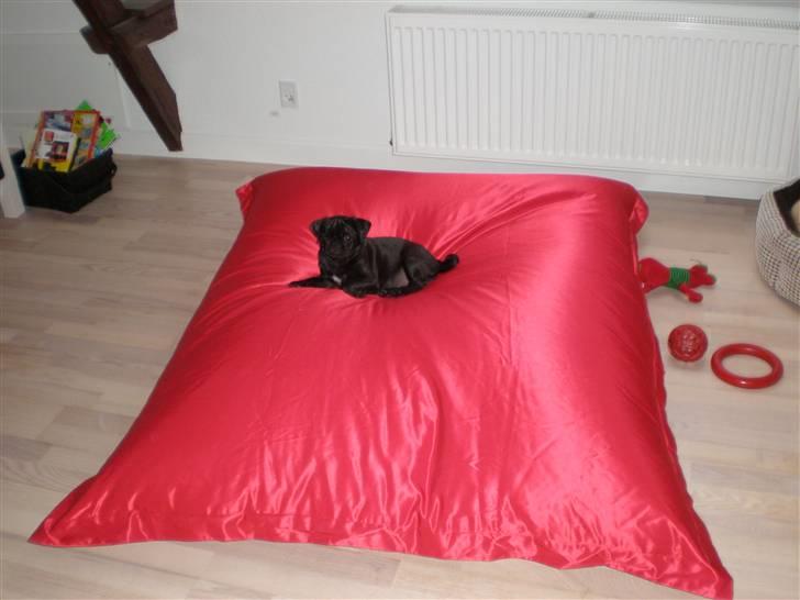 Mops Freja billede 12