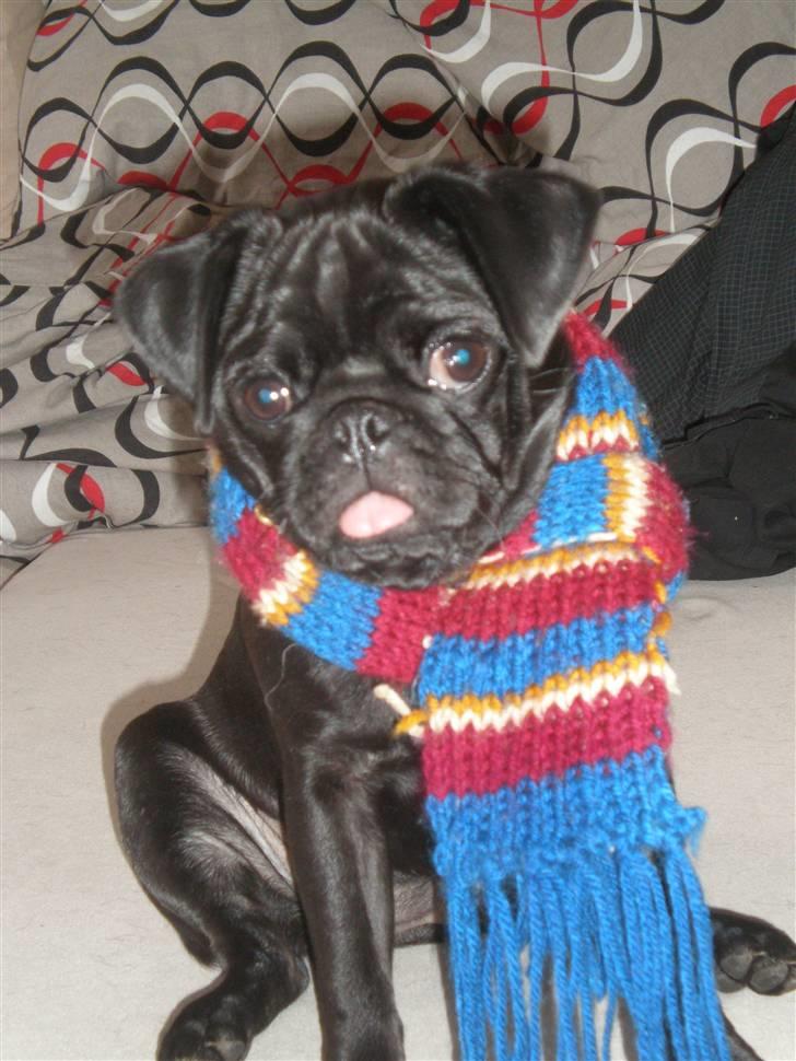 Mops Freja billede 13