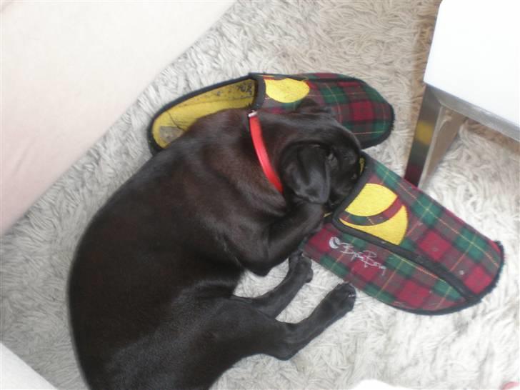 Mops Freja billede 14