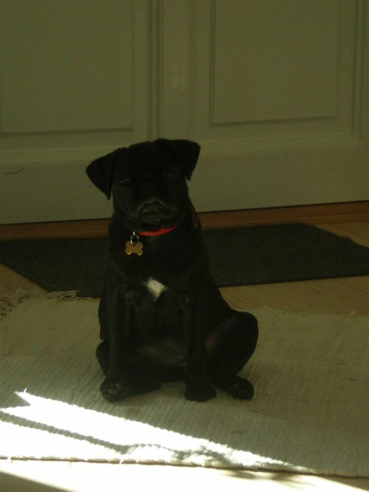 Mops Freja billede 15