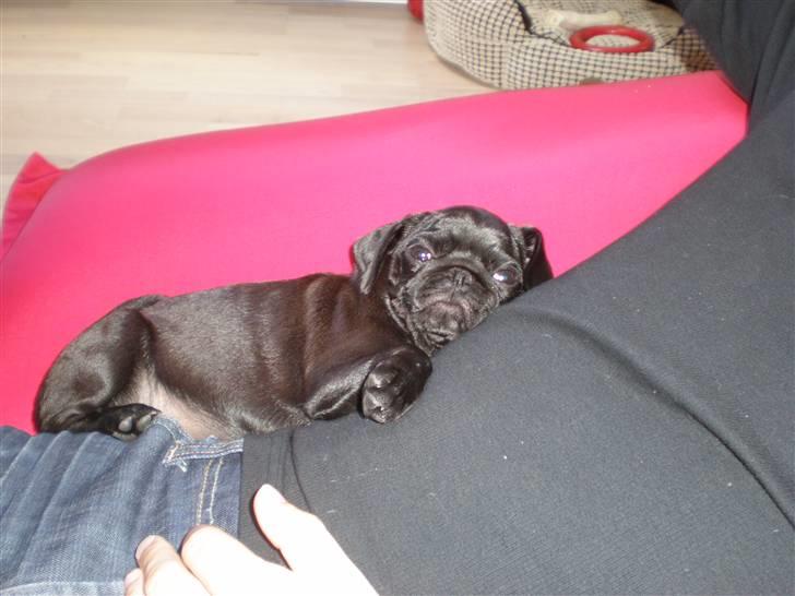 Mops Freja billede 16