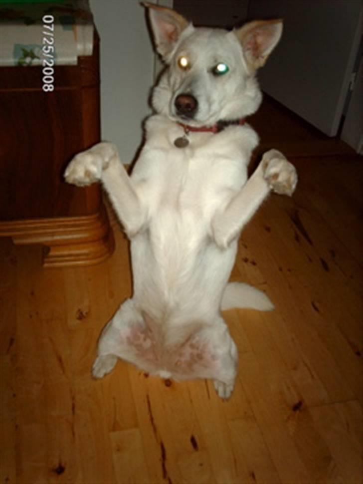 Blanding af racer Lui - Hænderne op :b billede 2