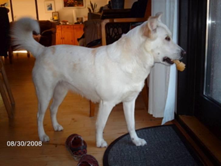 Blanding af racer Lui - Lui står lige og ser klog ud med et kødben hængende ud af gabet. billede 3