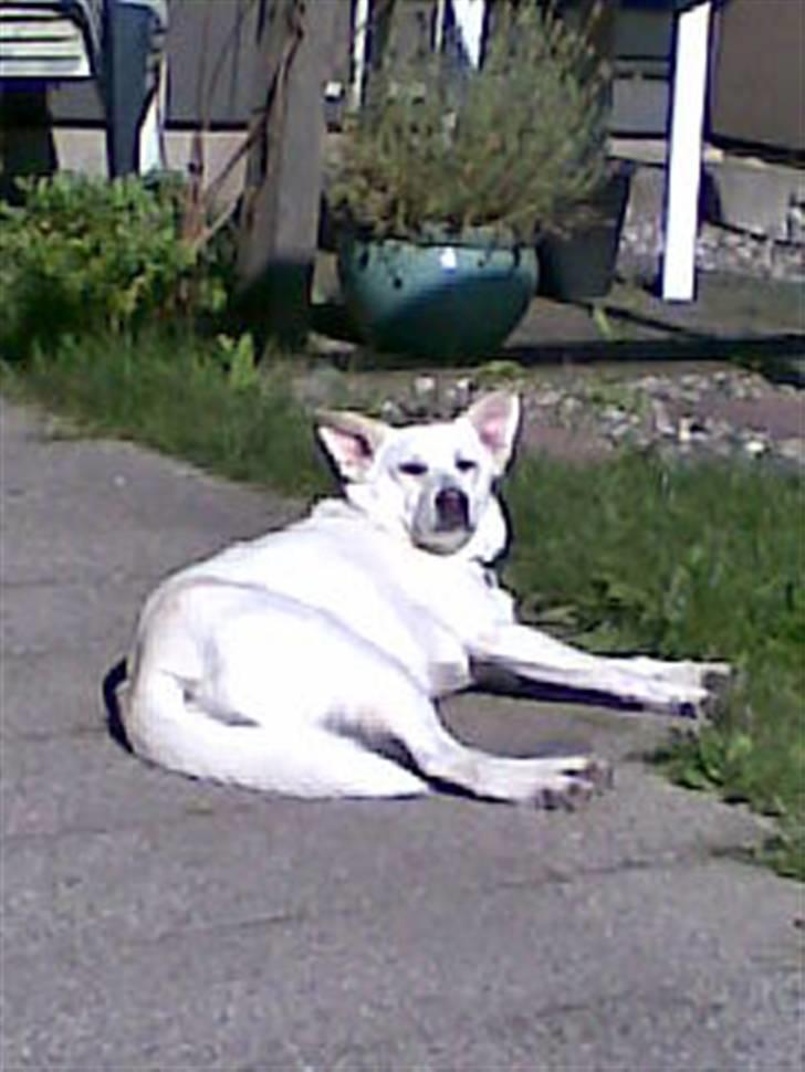 Blanding af racer Lui - Ligger i solen og gør sig til :) billede 4