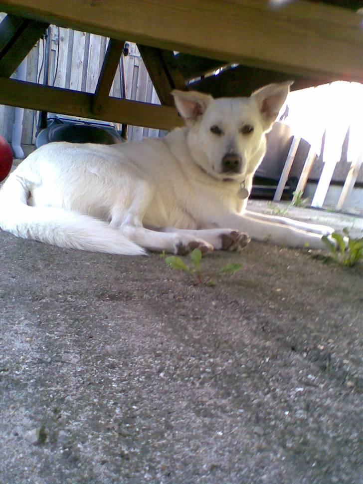 Blanding af racer Lui billede 5