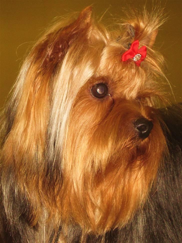 Yorkshire terrier Domino billede 1