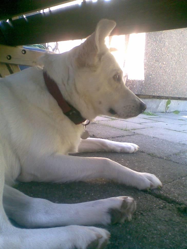 Blanding af racer Lui - Giga ørerne billede 6