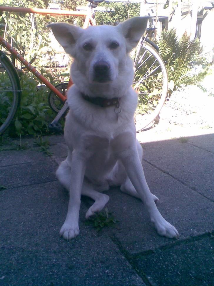 Blanding af racer Lui billede 7