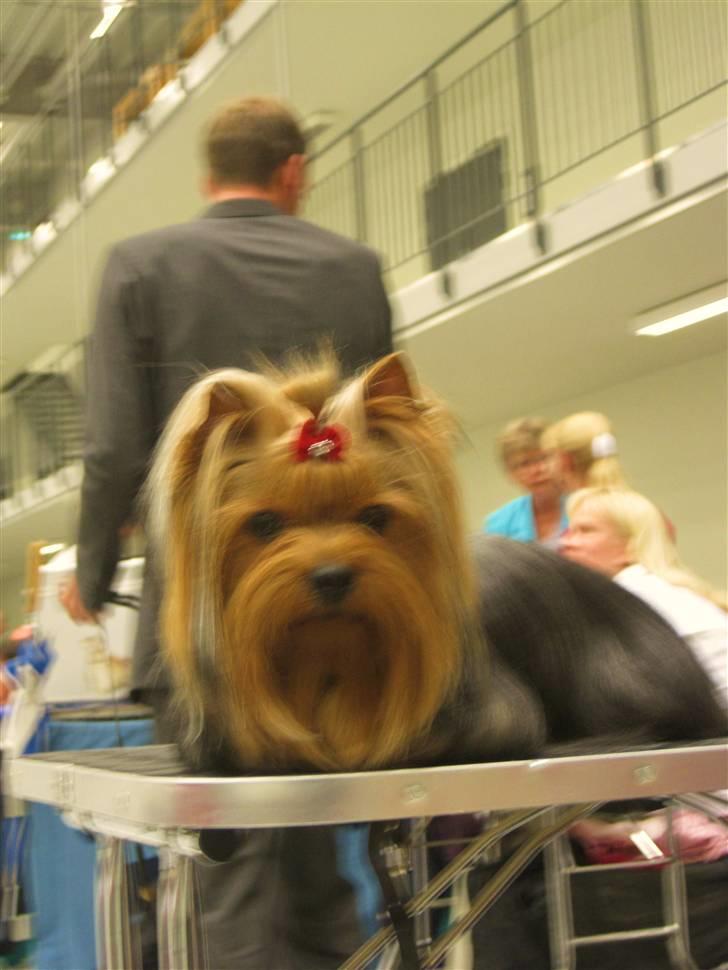Yorkshire terrier Domino billede 2
