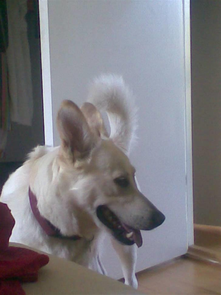 Blanding af racer Lui - Ørerne igen - det her er Lui i et knapt så heldigt øjeblik :b billede 8