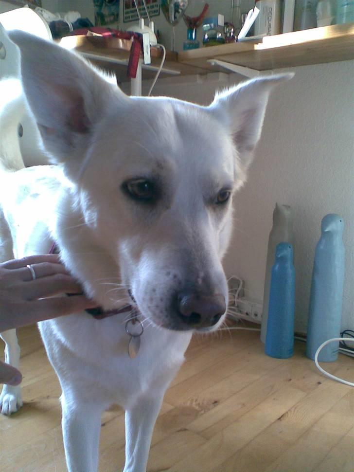 Blanding af racer Lui billede 9