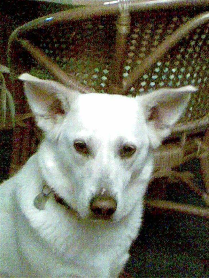 Blanding af racer Lui - Lille Lui nede hos min far. billede 10