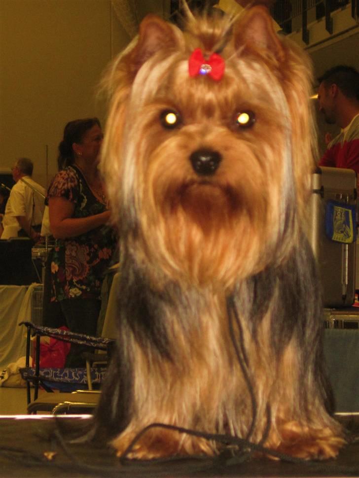 Yorkshire terrier Domino billede 3