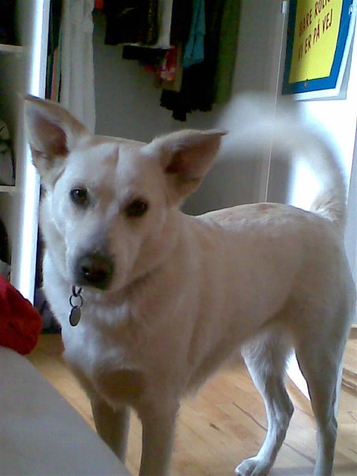 Blanding af racer Lui - Sådan ser hun oftest ud.. billede 11