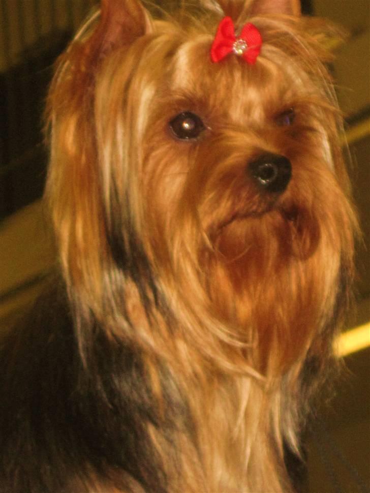 Yorkshire terrier Domino billede 4