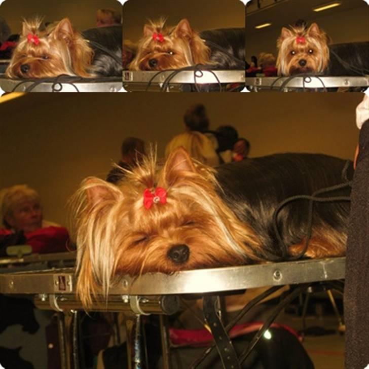 Yorkshire terrier Domino billede 5
