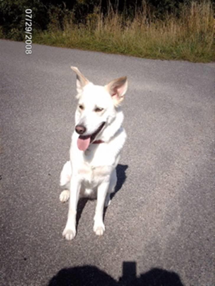 Blanding af racer Lui billede 12