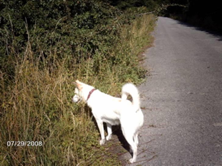 Blanding af racer Lui - jager frøer i græsset (yndlingsbeskæftigelse ud over at grave..) billede 13