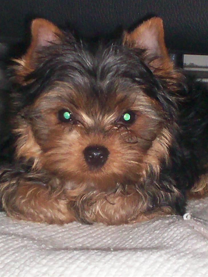 Yorkshire terrier Domino billede 6