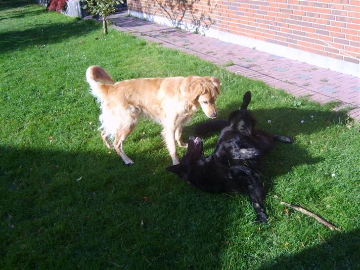 Schæferhund Leika - Hov...det er da normalt dig der skal ligge ned Rico billede 17