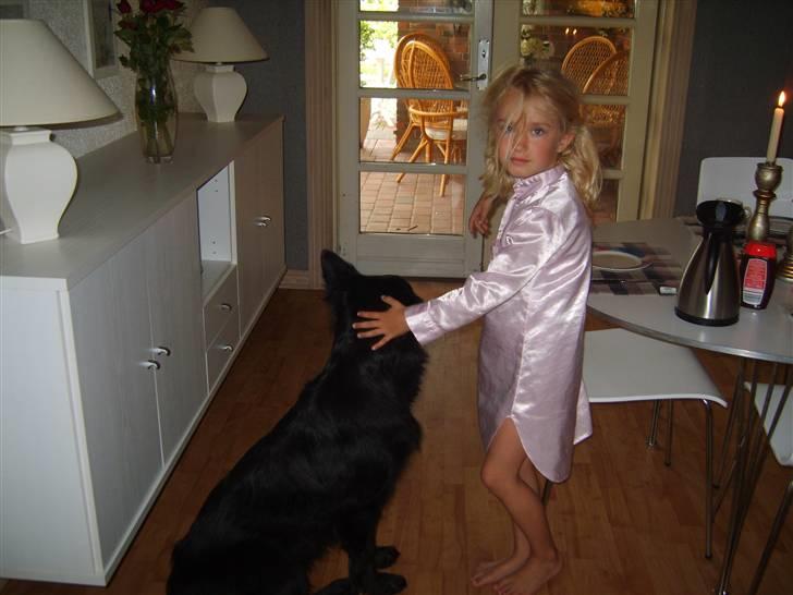 Schæferhund Leika - Freya og Leika.... billede 18