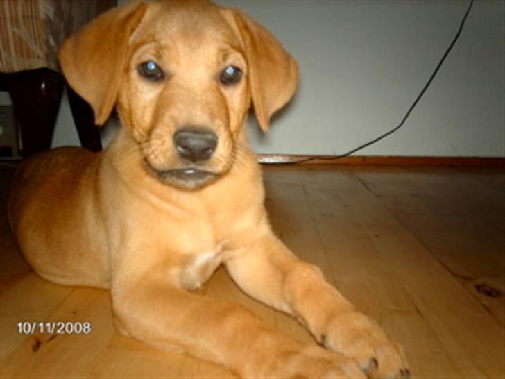 Broholmer Bertha billede 3