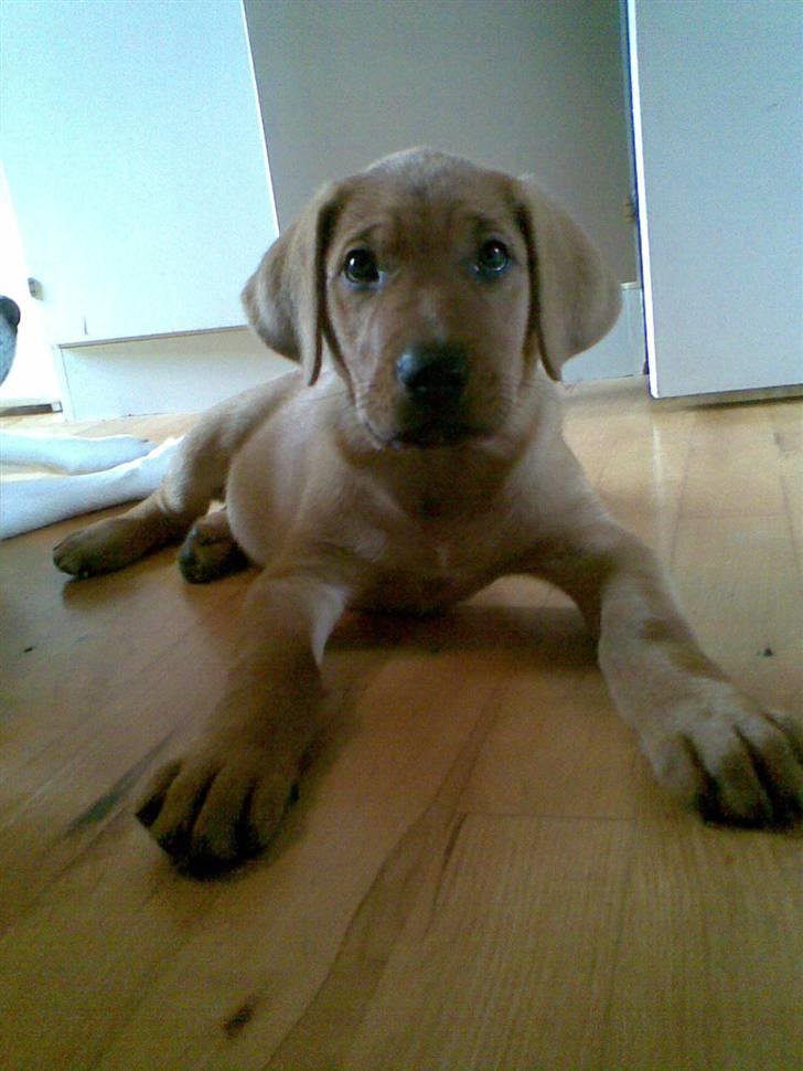 Broholmer Bertha - kæmpe poter billede 5