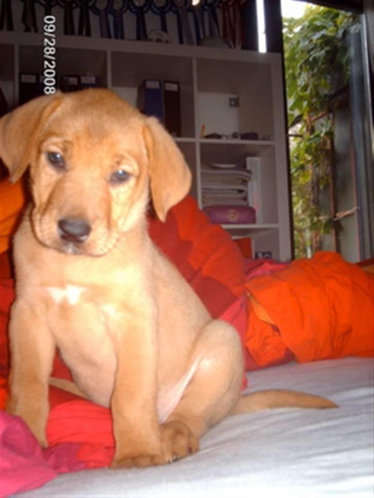 Broholmer Bertha - Meget lille Bertha billede 7