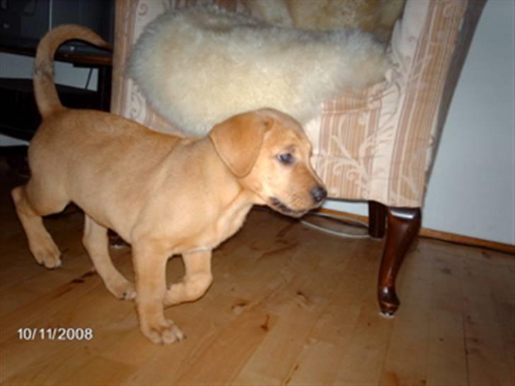 Broholmer Bertha billede 9