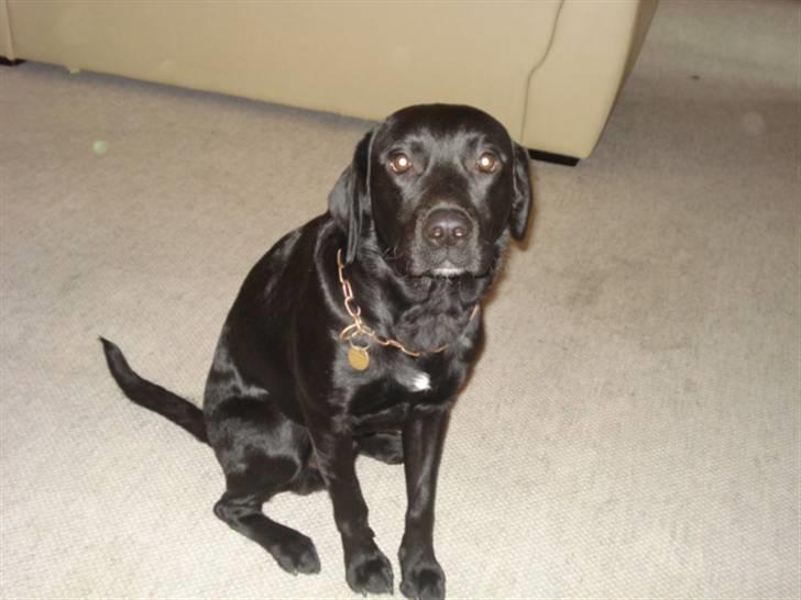 Labrador retriever tyson billede 3