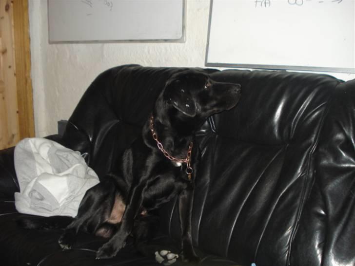 Labrador retriever tyson billede 4