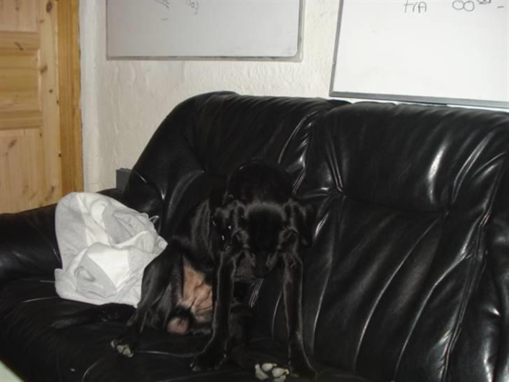 Labrador retriever tyson billede 5