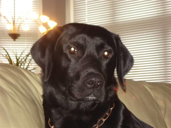 Labrador retriever tyson billede 6