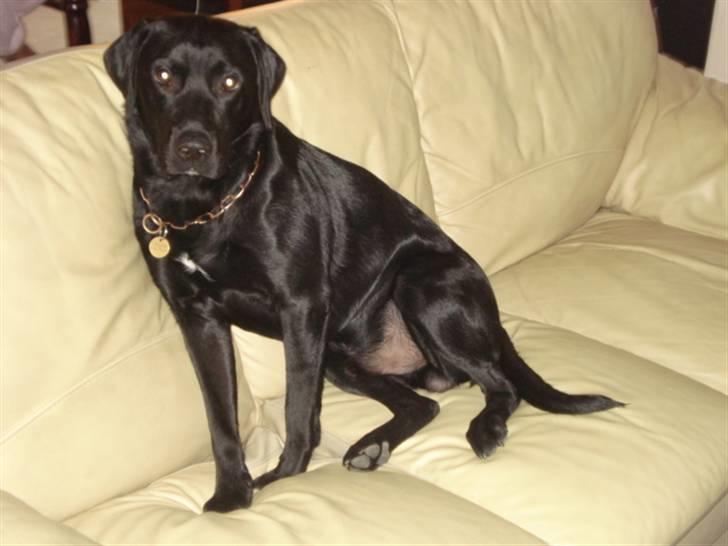 Labrador retriever tyson billede 7