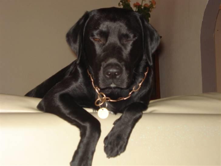 Labrador retriever tyson billede 8