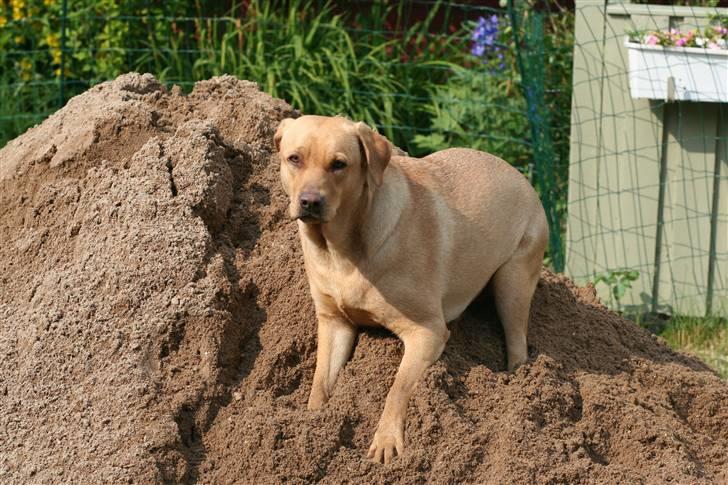 Labrador retriever molly R.I.P billede 3
