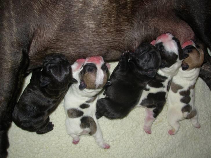 Fransk bulldog Kiss Bully Unity. billede 7