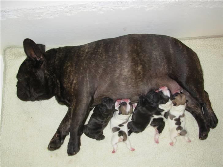 Fransk bulldog Kiss Bully Unity. billede 8