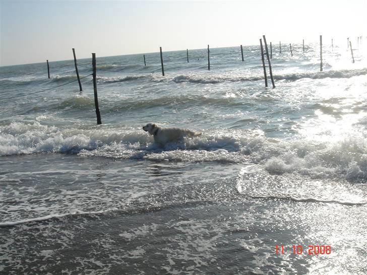 Golden retriever Bella billede 19