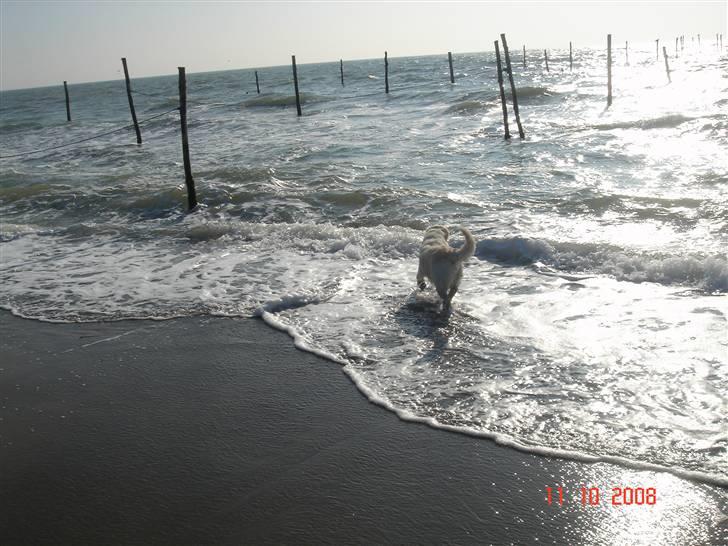 Golden retriever Bella billede 20