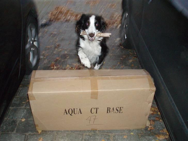 Border collie Thia - Spriiiing XD billede 9