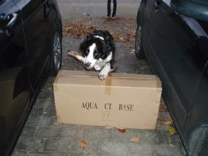 Border collie Thia - Mulle <3 billede 10