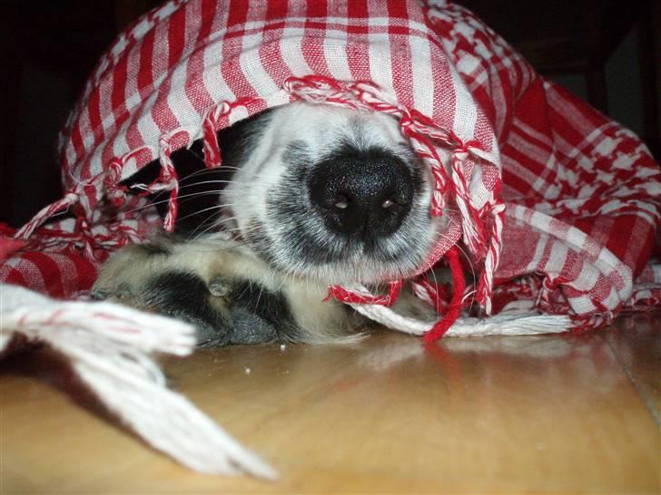 Border collie Thia - Tutte leger med tørklæde XD billede 11