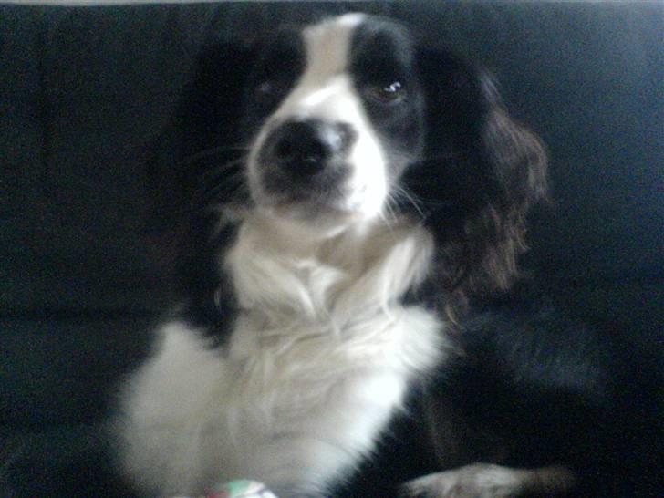 Border collie Thia - Titte hund XD billede 12