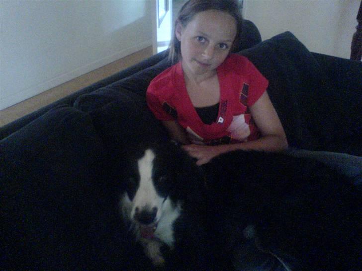 Border collie Thia - MYS! Elsker dig skatte <3 billede 13