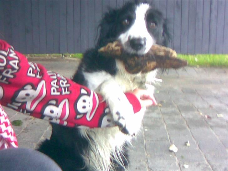 Border collie Thia - Pote XD billede 14