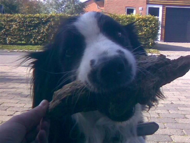 Border collie Thia - ´´Hvad? XD´´ billede 15