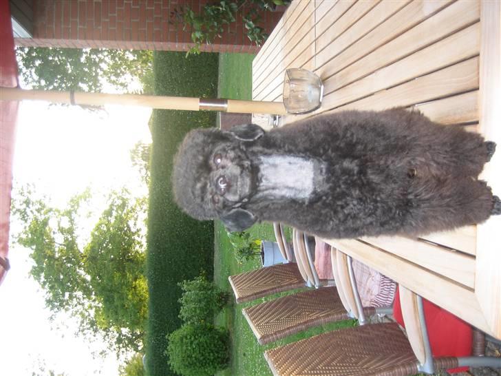 Toypuddel Thorsteds Black Berta - se hvor fin jeg er :D billede 8